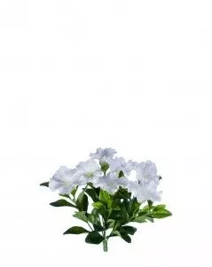 Петуния куст белый