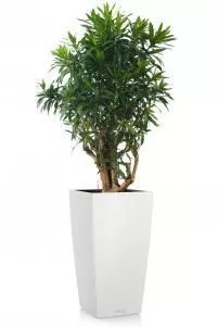 Драцена Песнь Ямайке в CUBICO COLOR 40