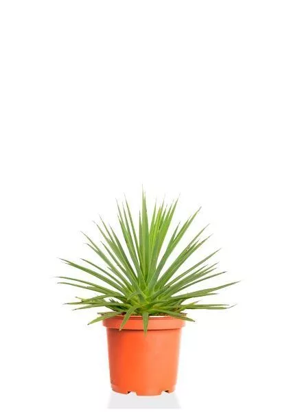 Агава Нана 10/20 см