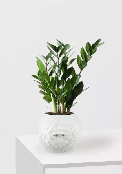 Замиокулькас 12/45 в PURO 20