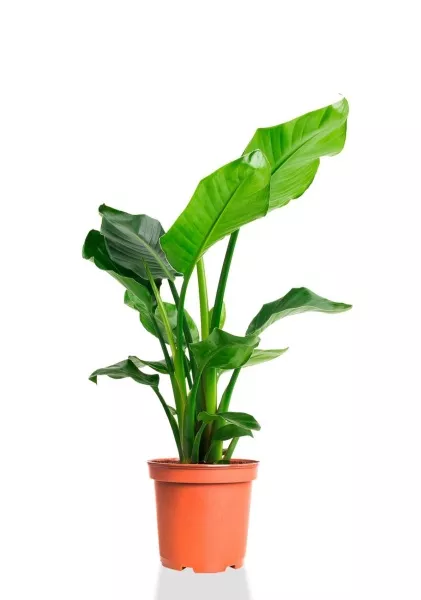 Стрелиция Николай 17/60 см