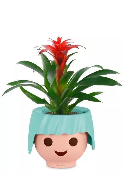 Гузмания Калипсо красная 12/40 см в OJO