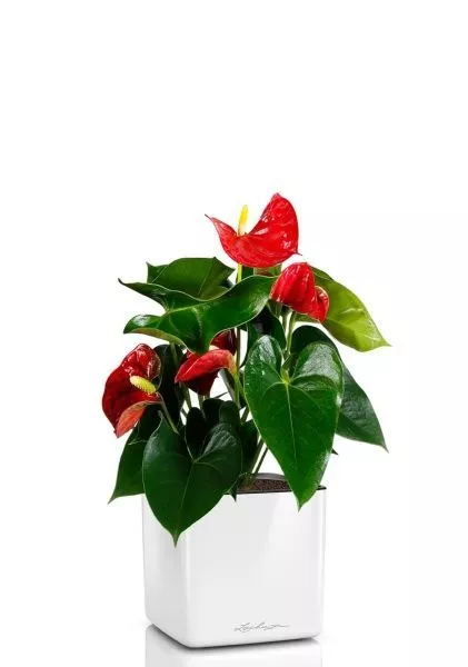 Антуриум Андрианум красный 12/40 см в CUBE GLOSSY 14