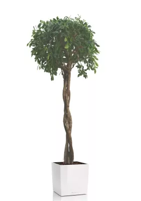 Фикус Нитида переплетенный 42/200 см в CUBE 50