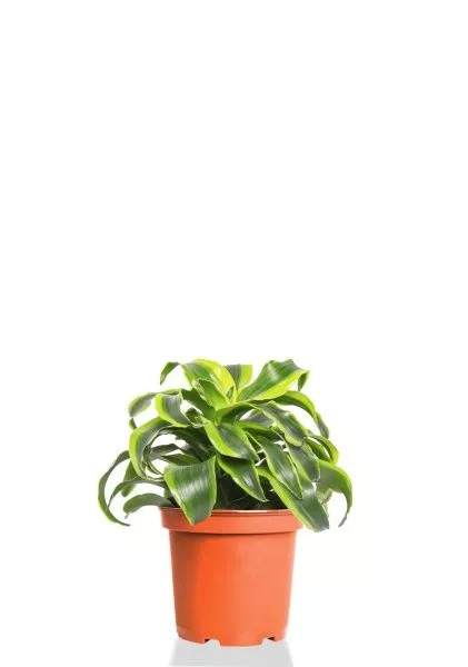 Драцена Торнадо розетка 12/20 см