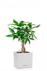  Пахира CANTO STONE 14/40 см Песочный белый