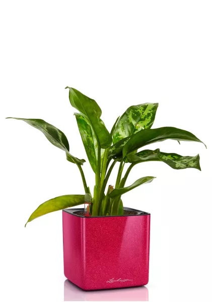 Аглаонема Цитронелле 12/30 см в CUBE GLOSSY KISS 14