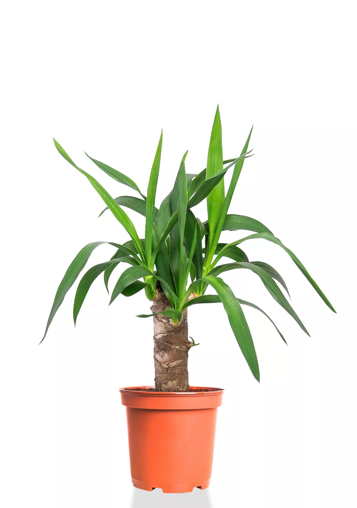 Юкка 1 ствол 12/55 см