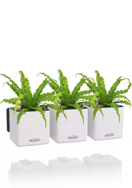 Асплениум Антикум Осака в ЗЕЛЕНАЯ СТЕНА Home Kit Color 15