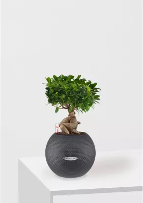 Фикус бонсай PURO 20/40 см, серый