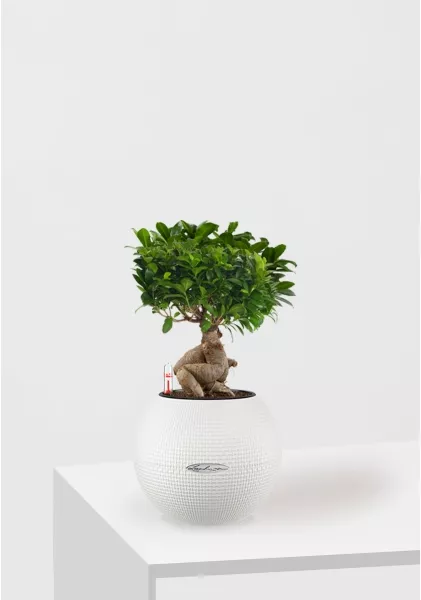 Фикус бонсай в PURO 20