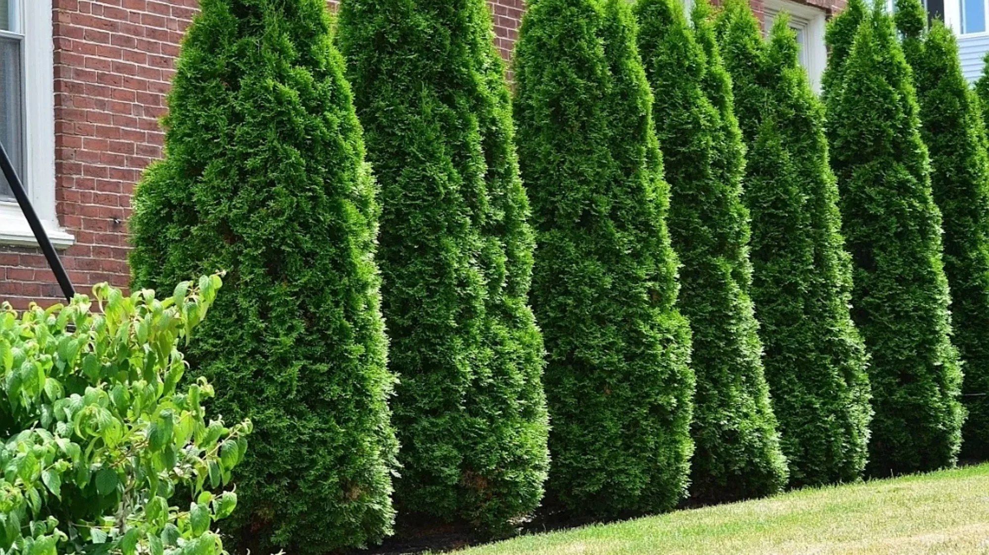 Туя Смарагд купить: изысканный хвойный акцент для сада и офиса Туя Смарагд купить: изысканный хвойный акцент для сада и офиса