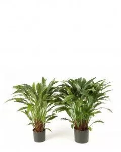 Калатея в горшке