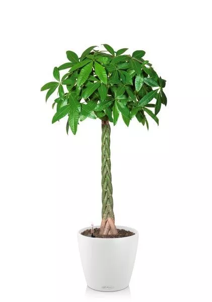 Пахира Акватика 27/150 см в CLASSICO COLOR 35