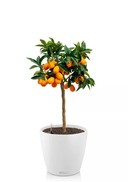 Цитрус Каламондин 19/60 см в CLASSICO COLOR 21