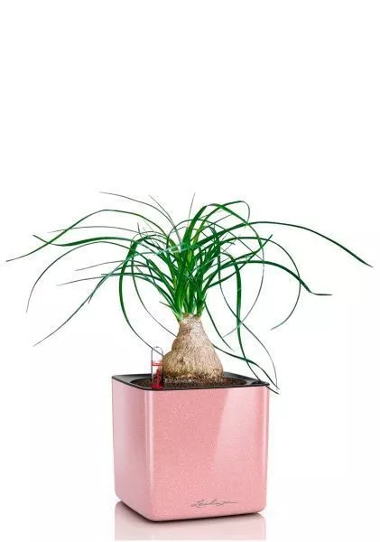 Нолина на стволе 12/35 в CUBE GLOSSY KISS 14