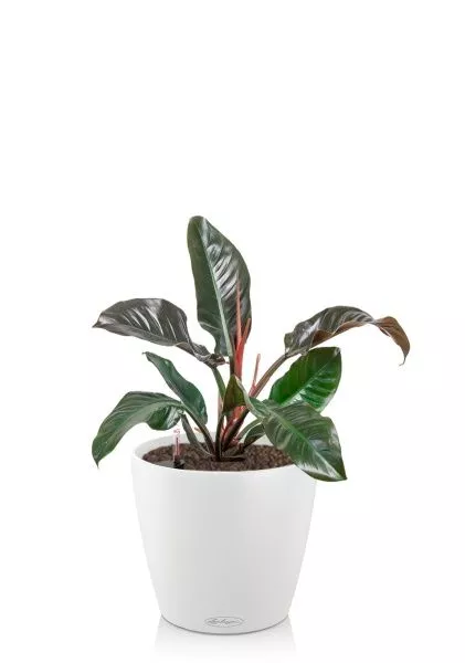 Филодендрон Империал Ред 19/60 см в CLASSICO 18