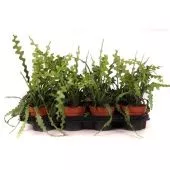 Эпифиллум Ангулигер d12 см h22.5 см