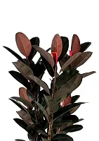 Фикус Эластика Абиджан 3 ствола 40/170 см в QUADRO LS 50