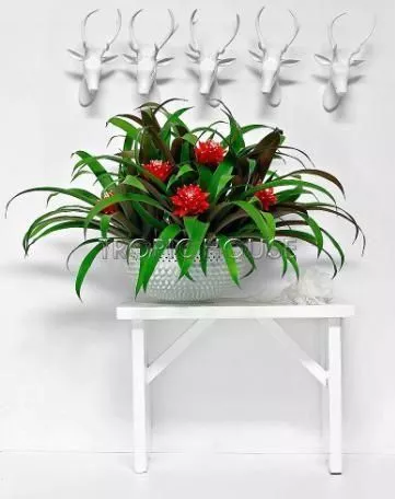 Гузмания Премиум красная 12/45 см