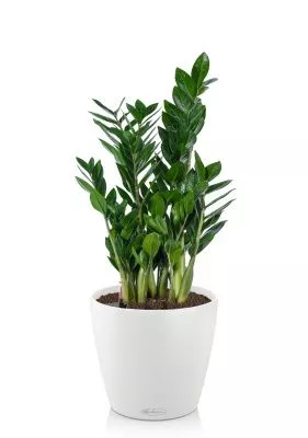 Замиокулькас 17/65 в CLASSICO 21, белый