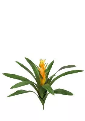 Гузмания Кардинал жёлтая