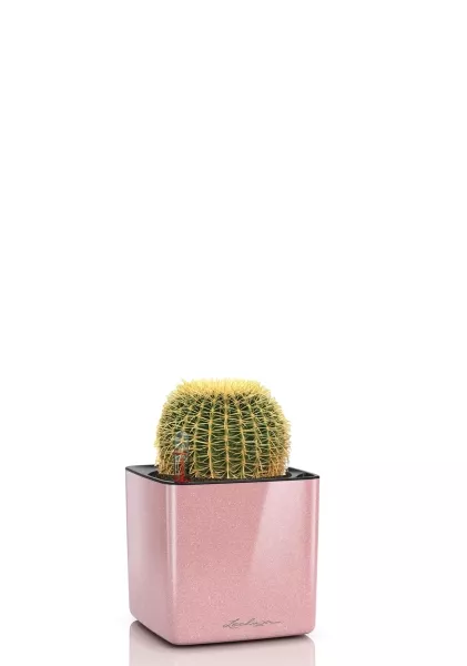 Эхинокактус Грузони 7/8 см в CUBE GLOSSY Kiss 14