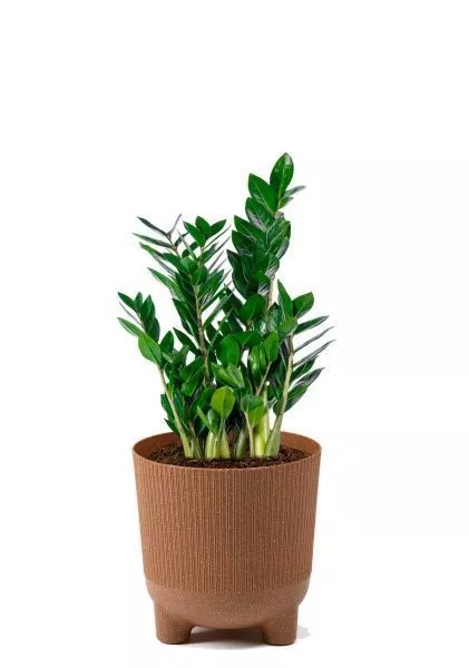 Замиокулькас 14/50 см в LAMELA ARIA 180 ECO coffee jumper