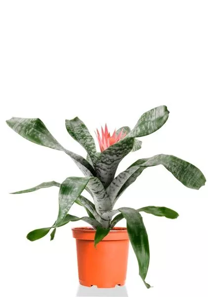 Эхмея 17/50 см