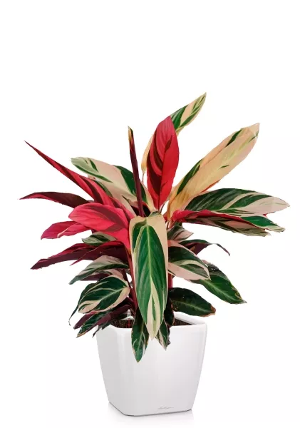 Строманта 19/65 см в QUADRO LS 28