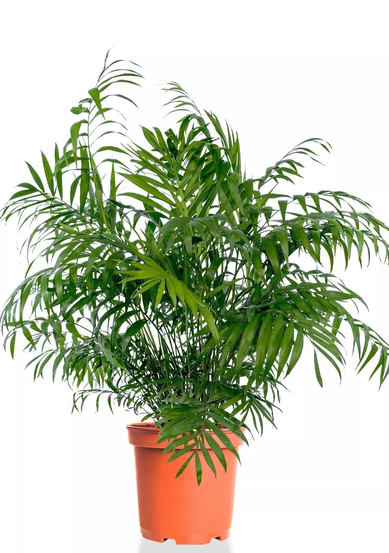 Хамедорея Элеганс 20/100 см