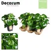 Пеперомия Raindrop Feel Green (decorum) d14 см h30 см