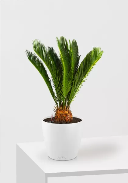 Цикас Революта 14/60 см в CLASSICO 18