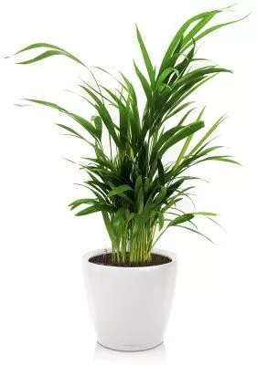 Хризалидокарпус в CLASSICO LS 21, белый блестящий