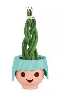 Цилиндрика Косичка в OJO