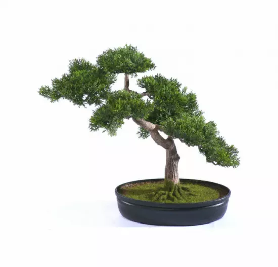 Бонсай сосна-мини в кашпо, 40 см