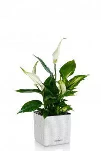 Спатифиллум CUBE COLOR 14/40 см Белый