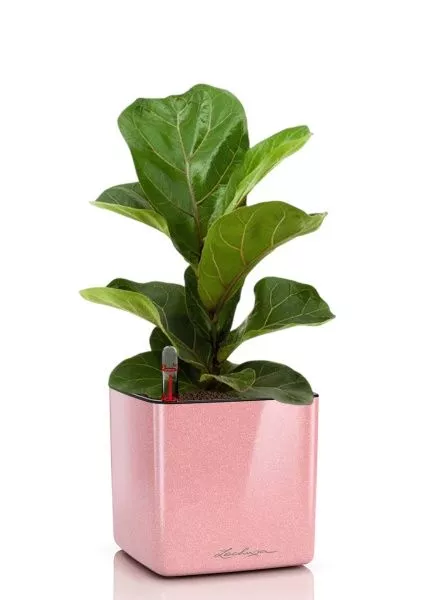 Фикус Лирата Бамбино 12/30 см в CUBE GLOSSY KISS 14