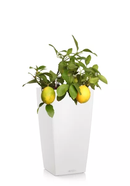 Цитрофортунелла Лимон 15/40 см в CUBICO Color 22