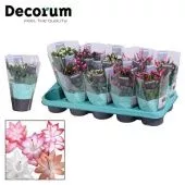 Шлюмбергера (декабрист) Микс (decorum) d10.5 см h20 см тип 2