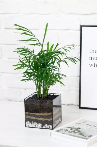 Флорариум с Хамедореей 40 см в кубе