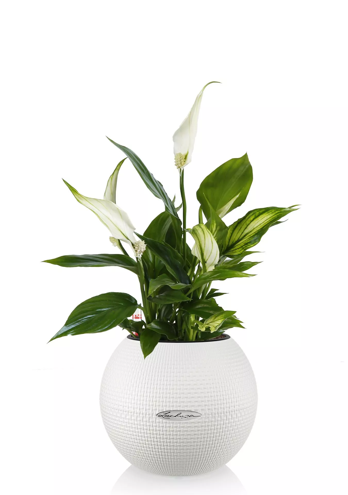 Спатифиллум Спатифиллум