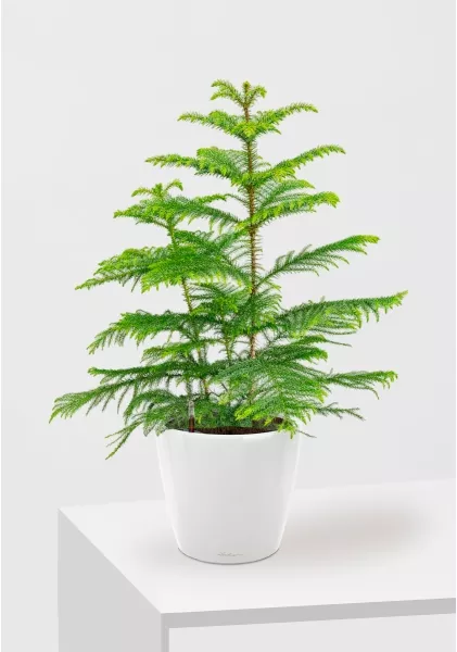 Араукария 19/90 см в  CLASSICO LS 28