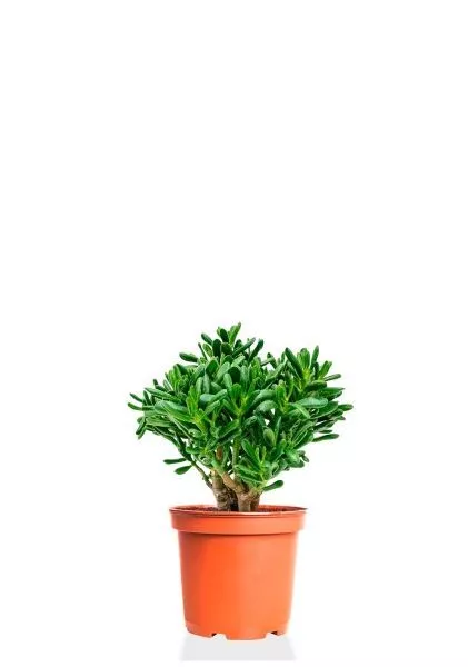 Крассула Хоббит 17/35 см