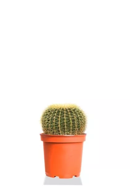 Эхинокактус Грузони 12/20 см