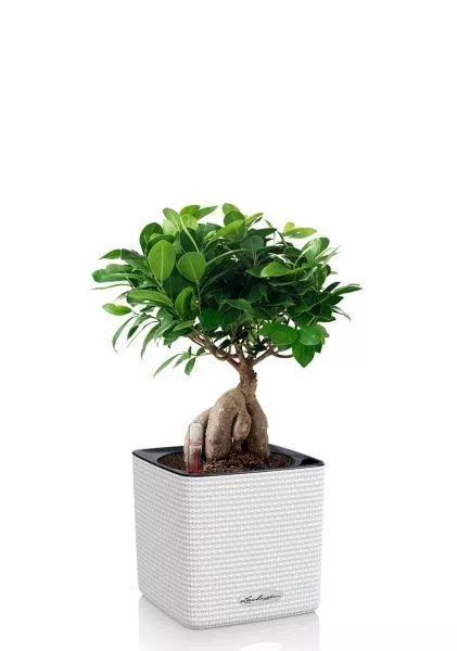 Фикус Микрокарпа бонсай в CUBE COLOR 14