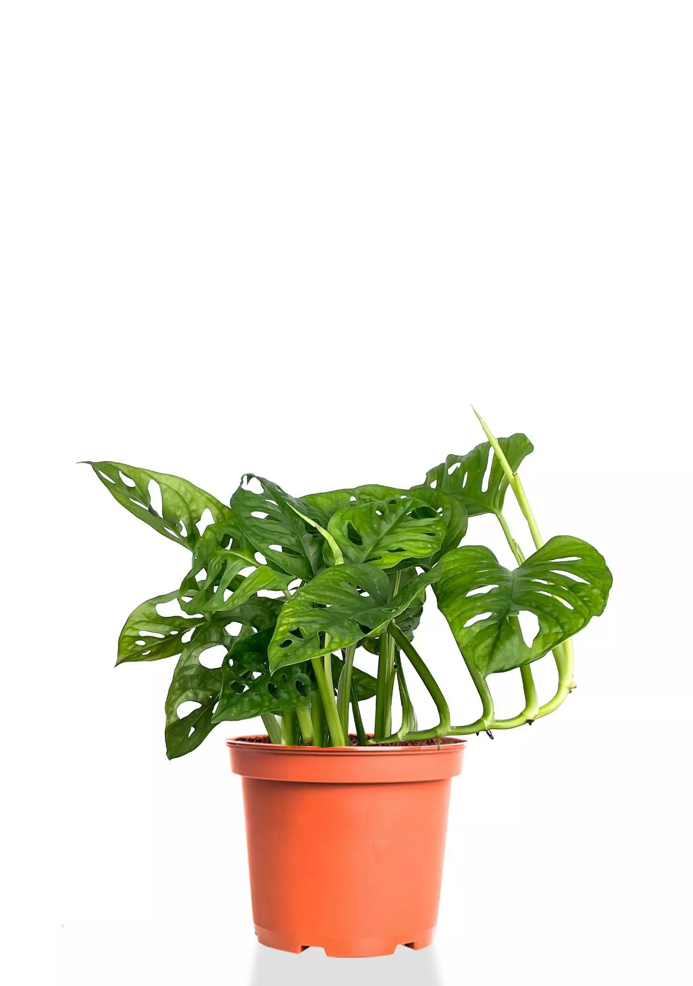 Монстера Манки 12/30 см