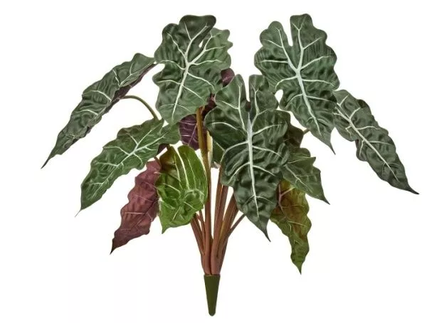 Алоказия куст