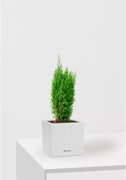 Кипарисовик микс 9 см в CANTO STONE 14