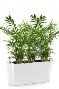 Хамедорея в DELTA 20